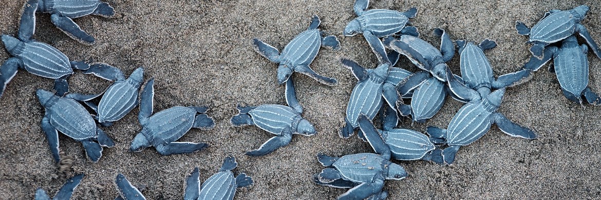 Blue turtle hatchlings